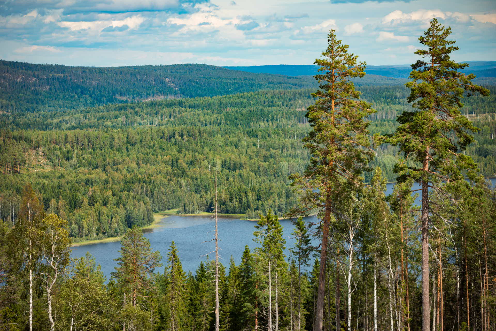 Vy över skog med sjö